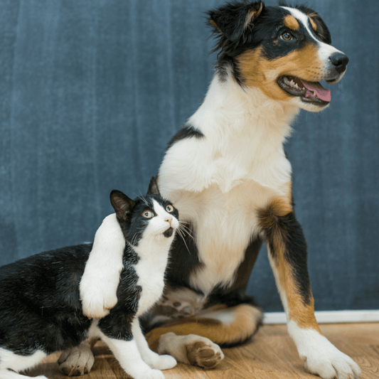 ¿Por qué las mascotas generan olores?